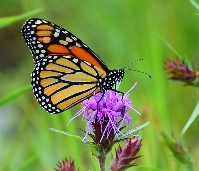 Monarch butterfly on milk thistle
