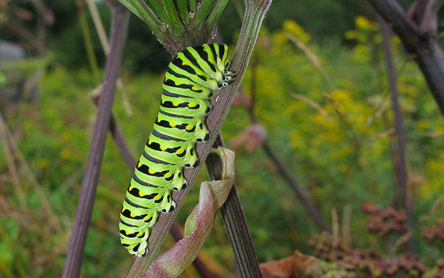 Black Swallowtail Caterpillar - Papilio Polyxenes