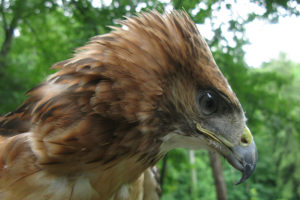 Cheyenne the Red Tailed Hawk - Buteo Jamaicensis