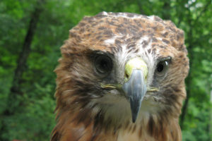 Cheyenne th Red Tailed Hawk - Buteo Jamaicensis