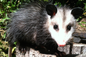 Oscar the Virginia Opossum - Didelphis Virginiana