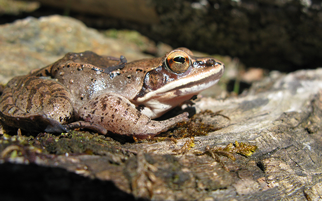 Wood Frog - Lithobates Sylvaticus