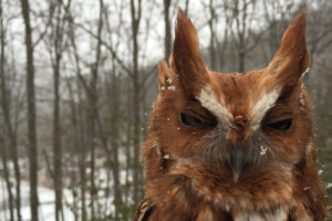 Rasta Eastern Screech Owl - Megascops Asio