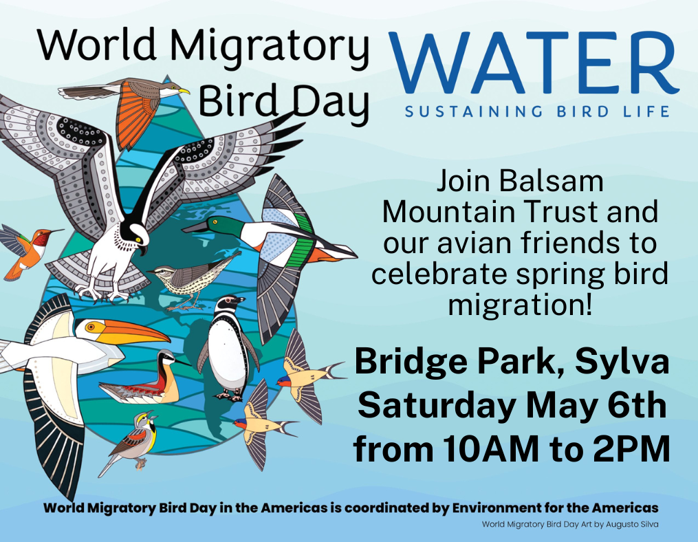 7th Annual World Migratory Bird Day Festival